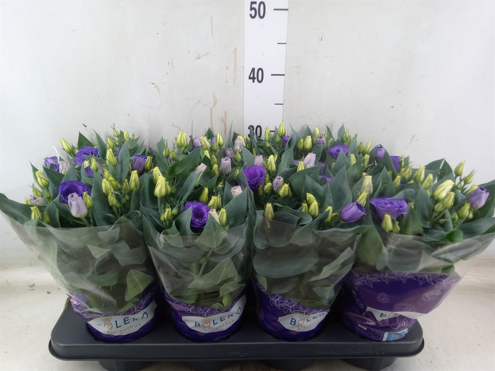 <h4>Eustoma russ. DU 'Julietta Blue'</h4>