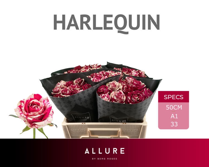 <h4>R Gr Harlequin Allure Berg</h4>