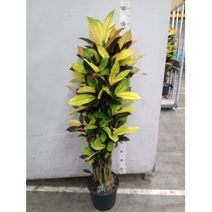 Codiaeum var. KL 'Mrs Iceton'