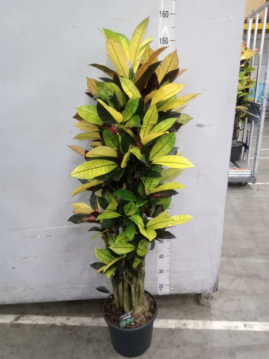 <h4>Codiaeum var. KL 'Mrs Iceton'</h4>