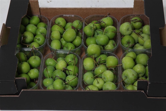 <h4>Appel Malus X8 Green</h4>