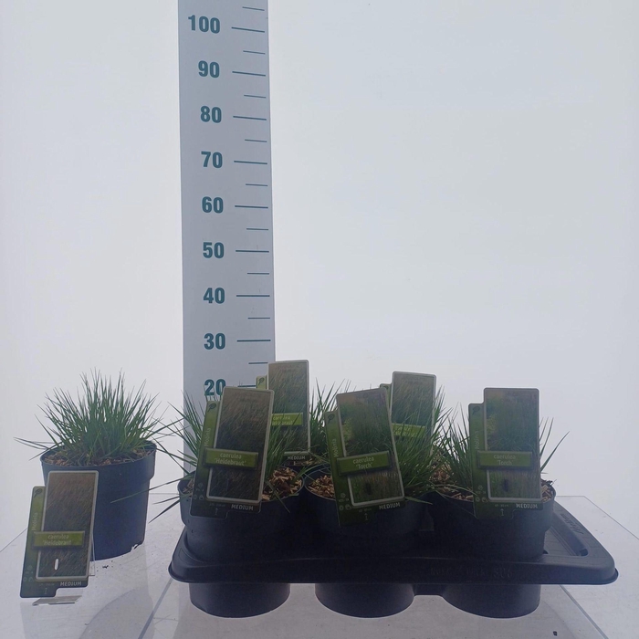 <h4>Molinia caerulea</h4>