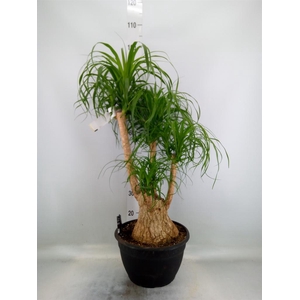 Beaucarnea recurvata