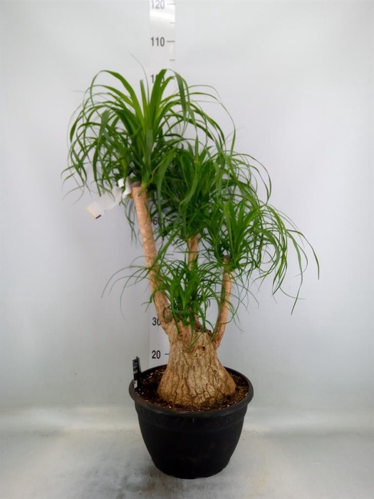 <h4>Beaucarnea recurvata</h4>