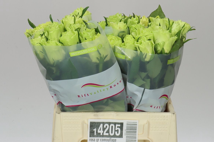 <h4>Rosa Gr Camouflage</h4>
