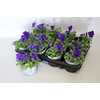 Viola cornuta F1 Deep Blue