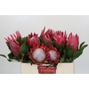 Protea Cynaroides Madiba