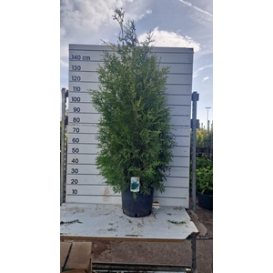 THUJA O BRABANT