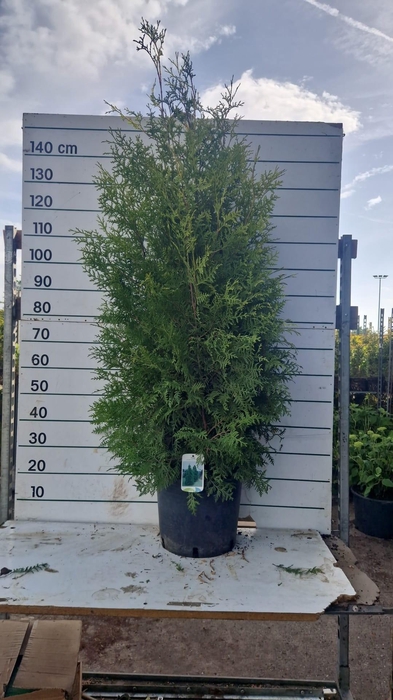 <h4>THUJA O BRABANT</h4>
