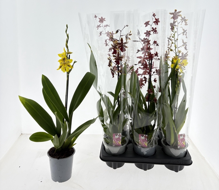 <h4>CAMBRIA GRP GEM</h4>