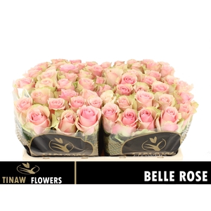 R GR BELLE ROSE