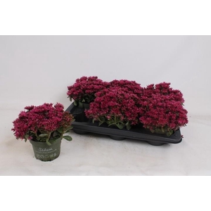 SEDUM SPU SPOT D ROS