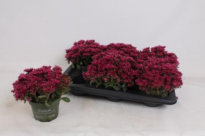 <h4>SEDUM SPU SPOT D ROS</h4>