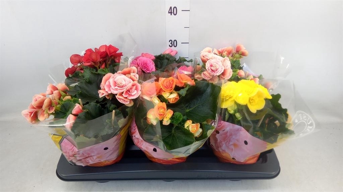 <h4>Begonia elat. DU   ...mix</h4>