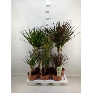 Dracaena   ...mix