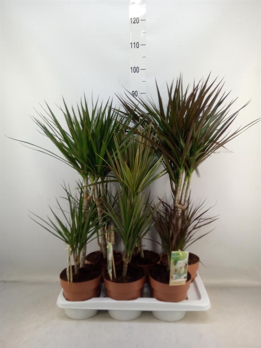 <h4>Dracaena   ...mix</h4>