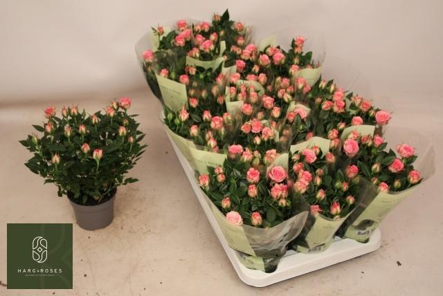 <h4>RO CAROUSEL KORD</h4>