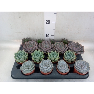 Echeveria   ...mix