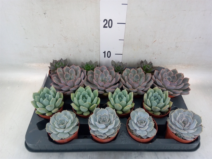<h4>Echeveria   ...mix</h4>