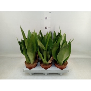 Sansevieria trifa. 'Moonshine'