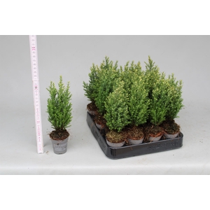 Chamaecyparis laws. 'Snow White'