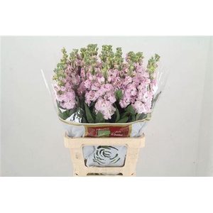 Matth Iron Cherry Bl (it.)