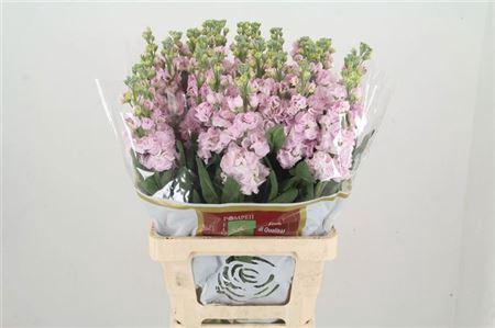 <h4>Matth Iron Cherry Bl (it.)</h4>