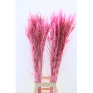 Feather Peacock Pink P Stem