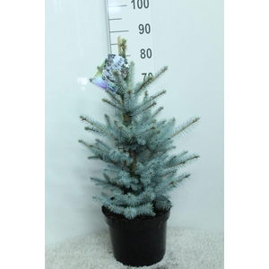 Picea pungens