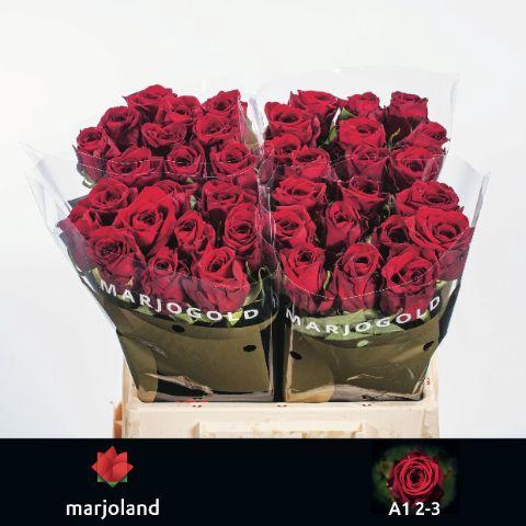 <h4>R Gr Red Naomi! 2-3</h4>