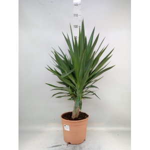 Yucca elephantipes   ...