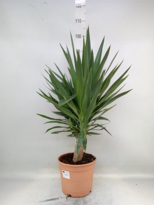 <h4>Yucca elephantipes   ...</h4>