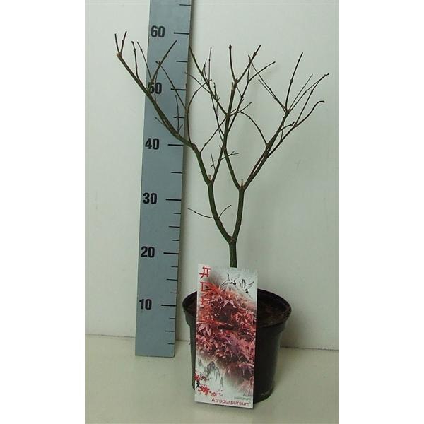 <h4>Acer palmatum 'Atropurpureum' P19 Full CC</h4>