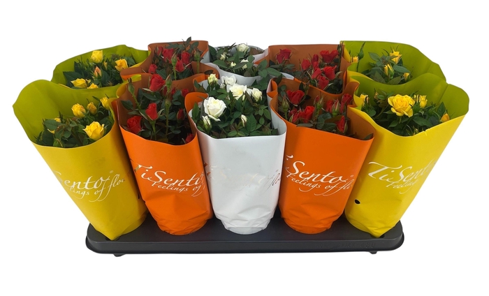 <h4>RO KORDANA GEM</h4>