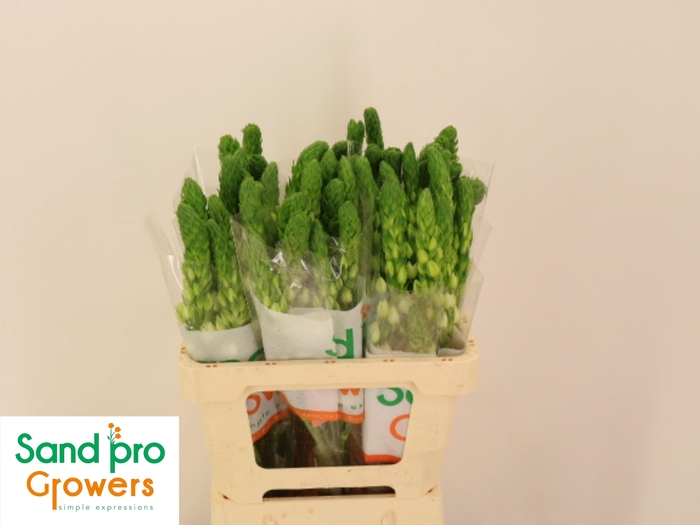 <h4>ORNIT THY MILKY WAY</h4>