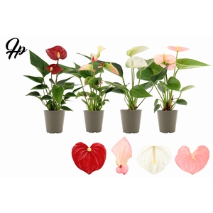 Anthurium 6 cm 4 color mix in transparant sleeve