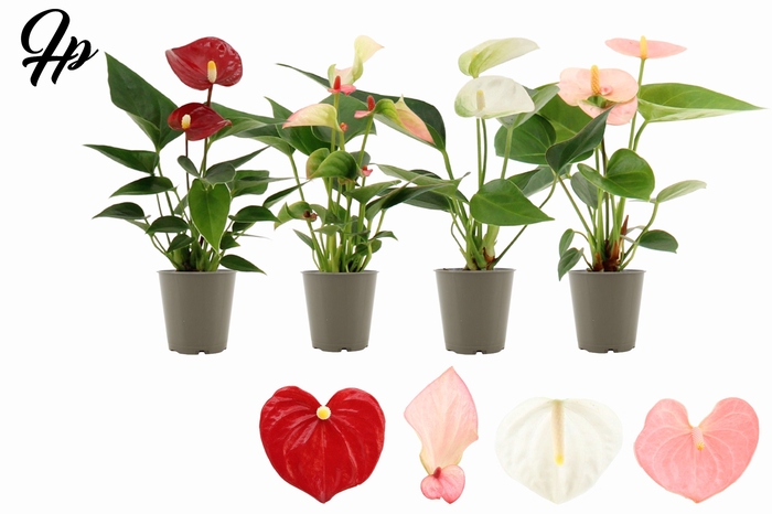 <h4>Anthurium 6 cm 4 color mix in transparant sleeve</h4>