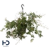 Jasminum Polyanthum hangpot