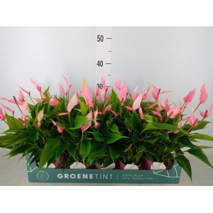 Anthurium andr. 'Lilli'