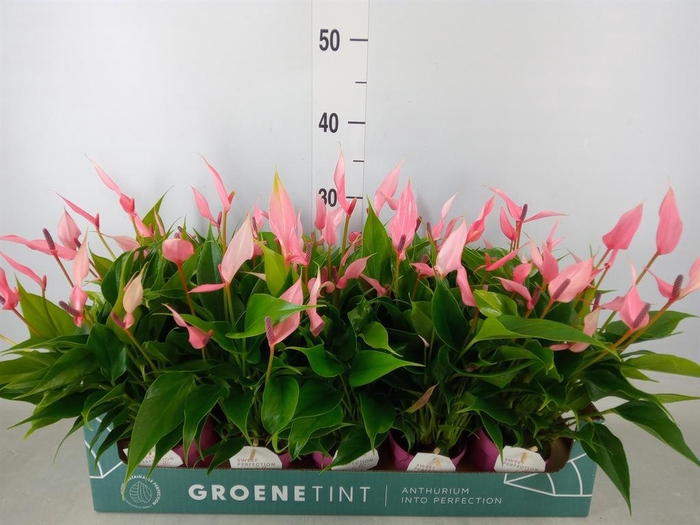 <h4>Anthurium andr. 'Lilli'</h4>