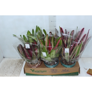 NEOREGELIA VARIADO P14