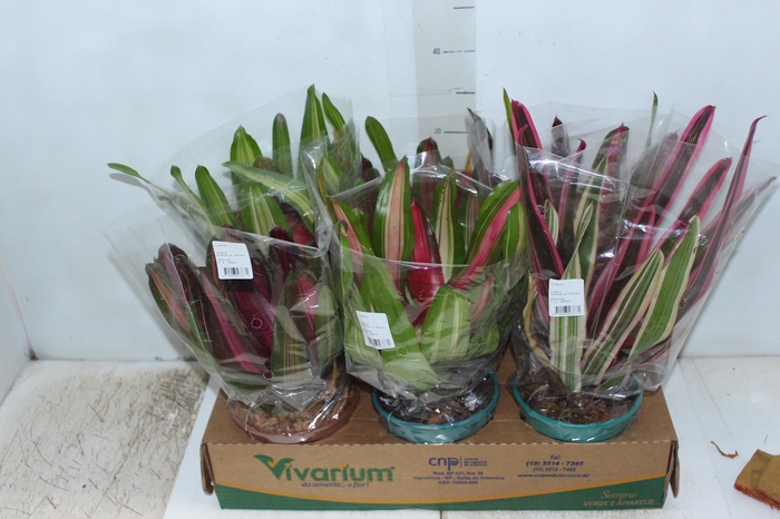 <h4>NEOREGELIA VARIADO P14</h4>