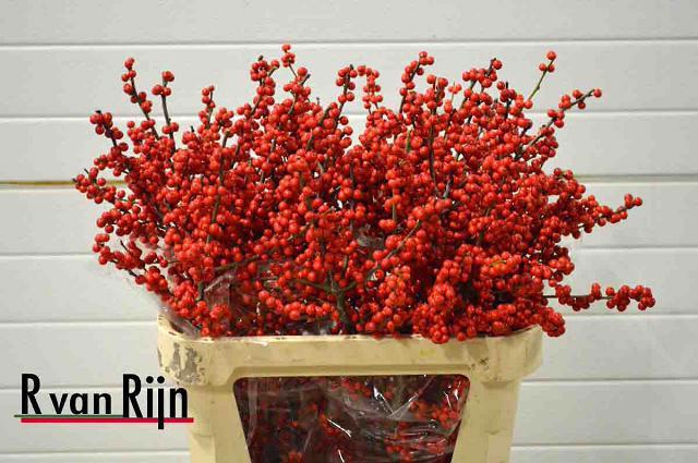 <h4>ILEX VE RODE BES</h4>