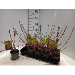 FORSYTH IN SPECTABIL