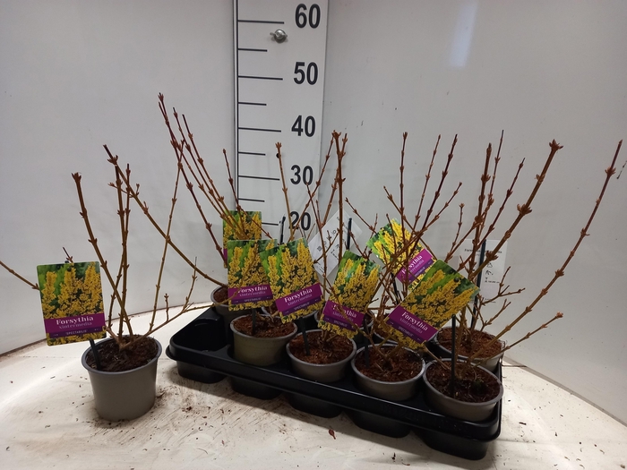 FORSYTH IN SPECTABIL