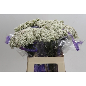 Ozothamnus Cooks Snow White