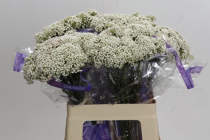 Ozothamnus Cooks Snow White