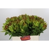 Leucadendron Goldstrike