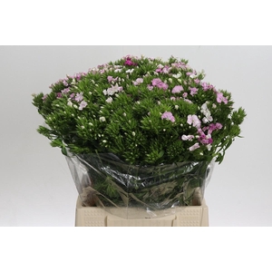 Dianthus Br Amazon Rose Magic
