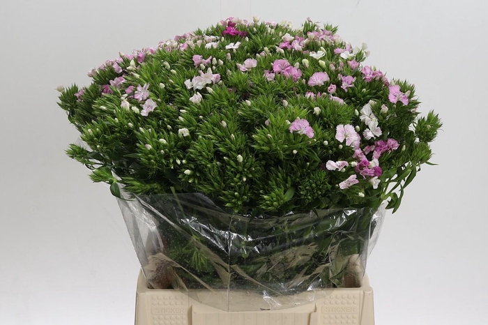 <h4>Dianthus Br Amazon Rose Magic</h4>